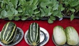 娱乐吃瓜地方,吃瓜群众必看的幕后故事