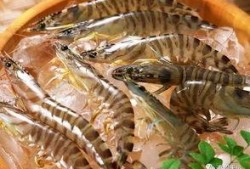 国内养殖虾爆料案件最新,揭秘国内养殖行业最新爆料事件